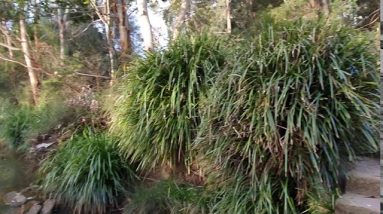 Ducks and rubbish birds @ Coolibah reserve in Bardwell Park NSW Australia